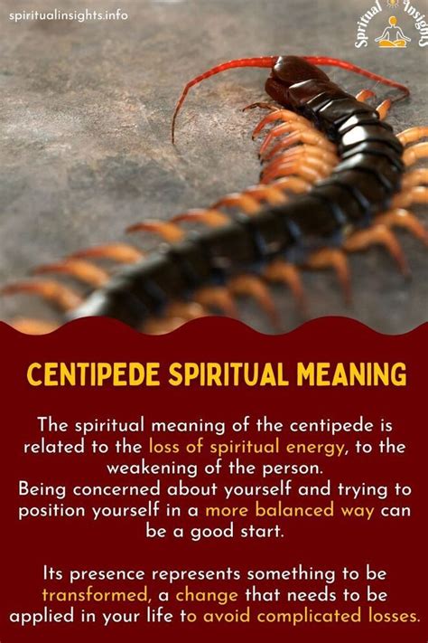 9 Centipede Spiritual Meanings: Seeing in The House .